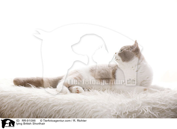 liegende Britisch Kurzhaar / lying British Shorthair / RR-91086