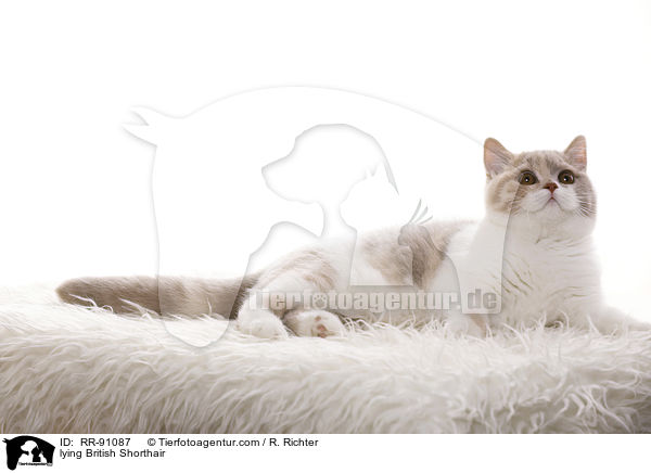 liegende Britisch Kurzhaar / lying British Shorthair / RR-91087