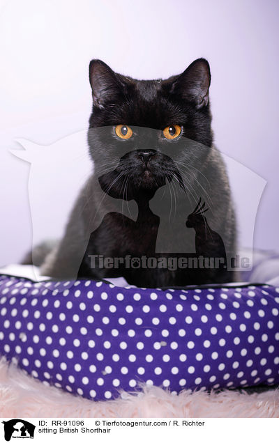 sitzende Britisch Kurzhaar / sitting British Shorthair / RR-91096