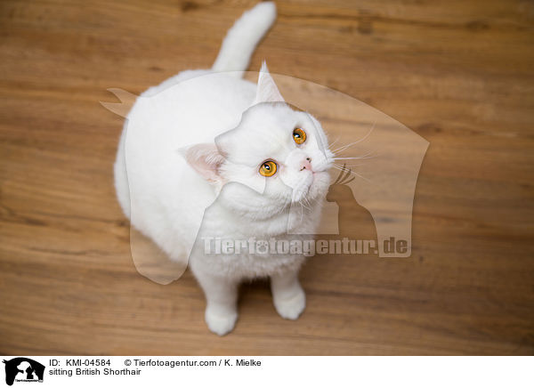 sitzende Britisch Kurzhaar / sitting British Shorthair / KMI-04584