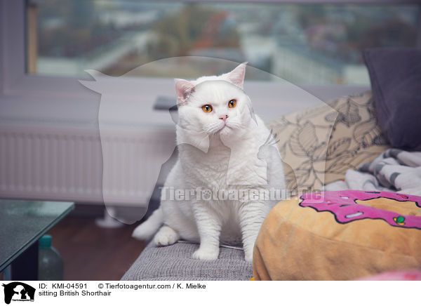 sitzende Britisch Kurzhaar / sitting British Shorthair / KMI-04591