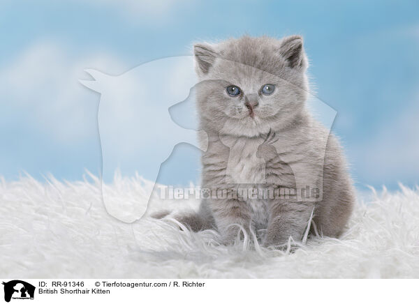 British Shorthair Kitten / RR-91346