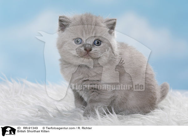 Britisch Kurzhaar Ktzchen / British Shorthair Kitten / RR-91349