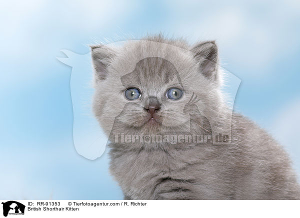 Britisch Kurzhaar Ktzchen / British Shorthair Kitten / RR-91353