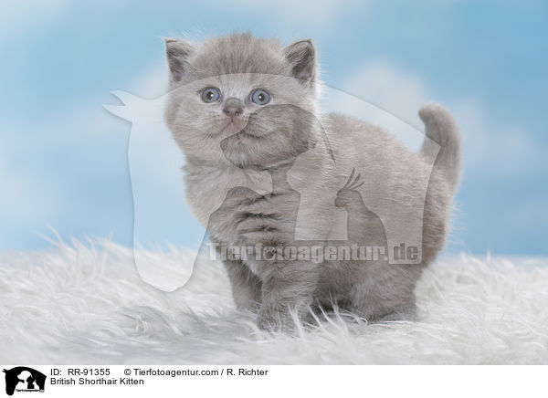 Britisch Kurzhaar Ktzchen / British Shorthair Kitten / RR-91355