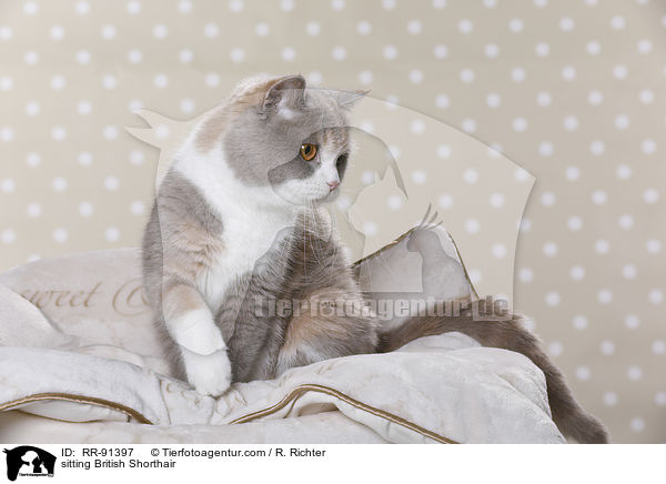 sitzende Britisch Kurzhaar / sitting British Shorthair / RR-91397