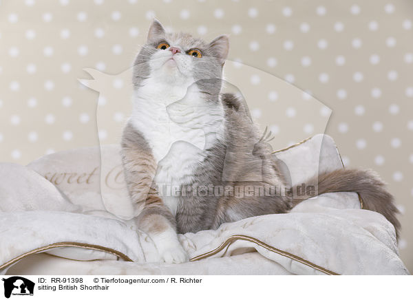 sitzende Britisch Kurzhaar / sitting British Shorthair / RR-91398