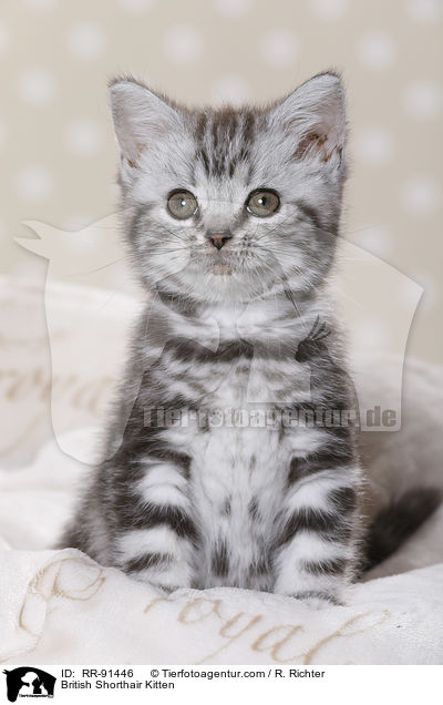 Britisch Kurzhaar Ktzchen / British Shorthair Kitten / RR-91446