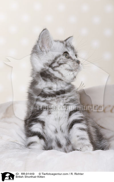 Britisch Kurzhaar Ktzchen / British Shorthair Kitten / RR-91449