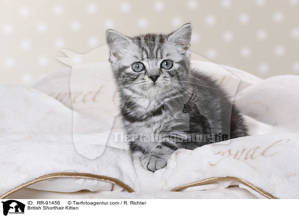 Britisch Kurzhaar Ktzchen / British Shorthair Kitten / RR-91456