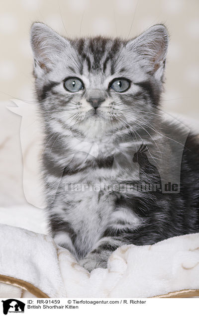 Britisch Kurzhaar Ktzchen / British Shorthair Kitten / RR-91459