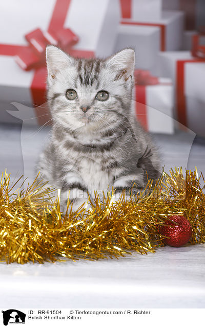 Britisch Kurzhaar Ktzchen / British Shorthair Kitten / RR-91504