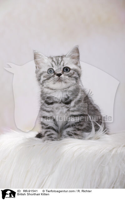 Britisch Kurzhaar Ktzchen / British Shorthair Kitten / RR-91541