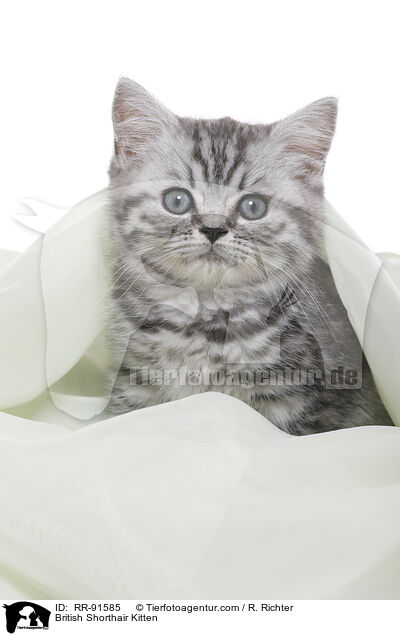 Britisch Kurzhaar Ktzchen / British Shorthair Kitten / RR-91585