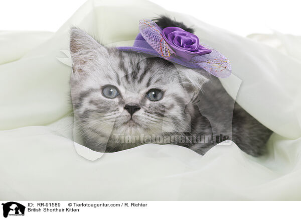 Britisch Kurzhaar Ktzchen / British Shorthair Kitten / RR-91589