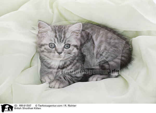 Britisch Kurzhaar Ktzchen / British Shorthair Kitten / RR-91597