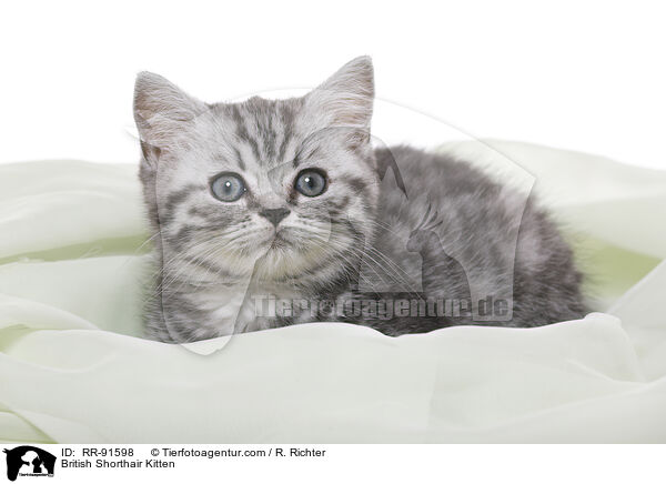 Britisch Kurzhaar Ktzchen / British Shorthair Kitten / RR-91598