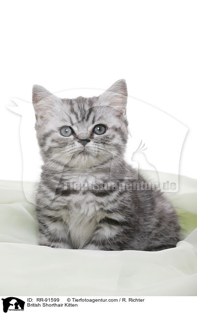 Britisch Kurzhaar Ktzchen / British Shorthair Kitten / RR-91599