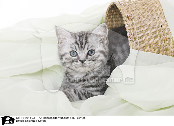 Britisch Kurzhaar Ktzchen / British Shorthair Kitten / RR-91602