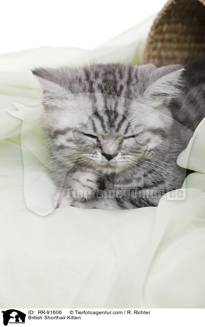 Britisch Kurzhaar Ktzchen / British Shorthair Kitten / RR-91606