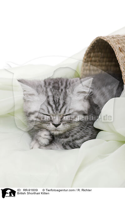 Britisch Kurzhaar Ktzchen / British Shorthair Kitten / RR-91609