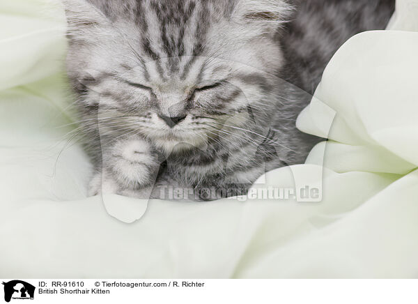 Britisch Kurzhaar Ktzchen / British Shorthair Kitten / RR-91610