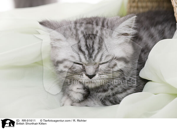 Britisch Kurzhaar Ktzchen / British Shorthair Kitten / RR-91611