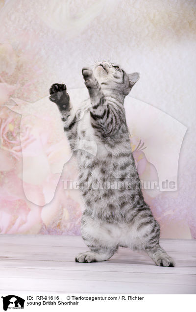 junge Britisch Kurzhaar / young British Shorthair / RR-91616