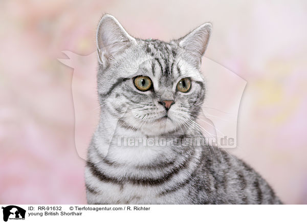 junge Britisch Kurzhaar / young British Shorthair / RR-91632