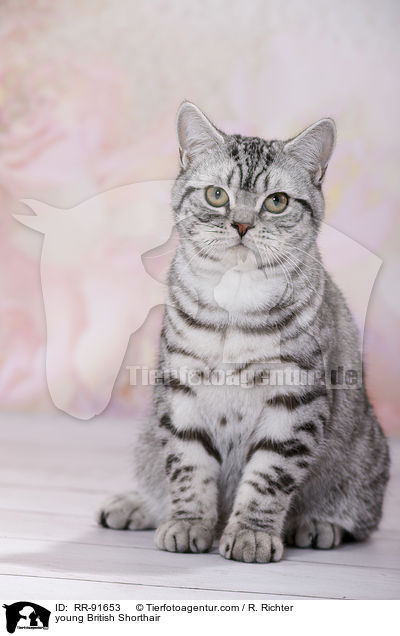 junge Britisch Kurzhaar / young British Shorthair / RR-91653