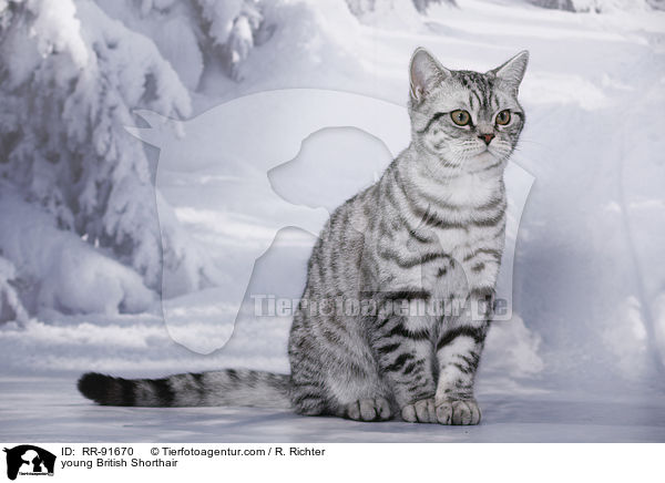 junge Britisch Kurzhaar / young British Shorthair / RR-91670