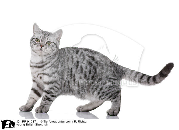 junge Britisch Kurzhaar / young British Shorthair / RR-91687