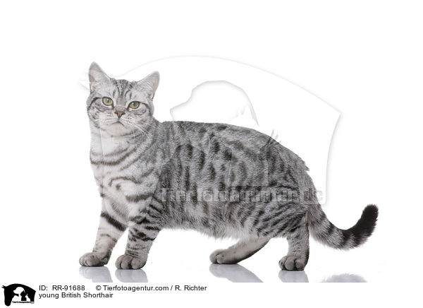 junge Britisch Kurzhaar / young British Shorthair / RR-91688