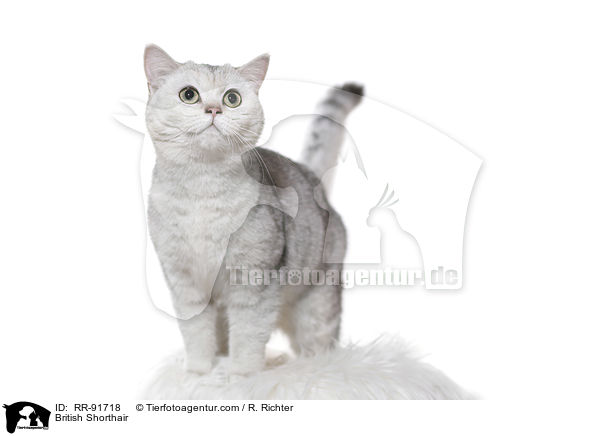 Britisch Kurzhaar / British Shorthair / RR-91718