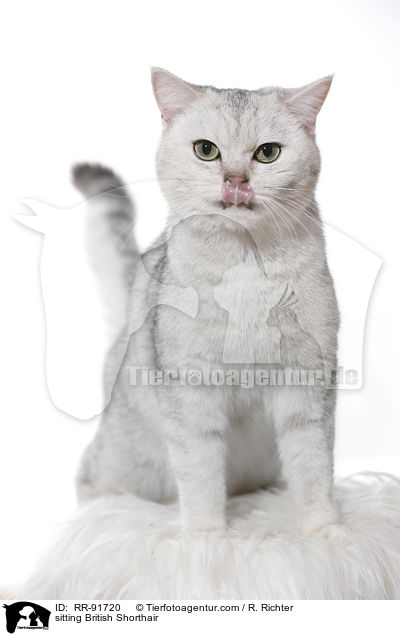 sitzende Britisch Kurzhaar / sitting British Shorthair / RR-91720