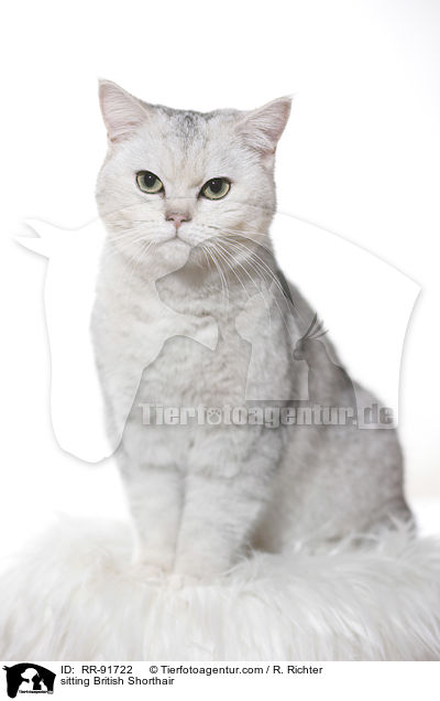 sitzende Britisch Kurzhaar / sitting British Shorthair / RR-91722