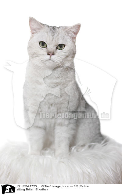 sitzende Britisch Kurzhaar / sitting British Shorthair / RR-91723