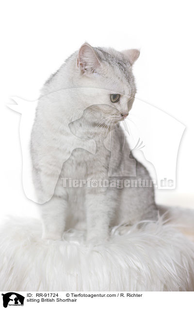 sitzende Britisch Kurzhaar / sitting British Shorthair / RR-91724