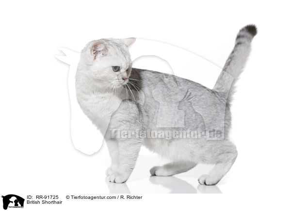 British Shorthair / RR-91725