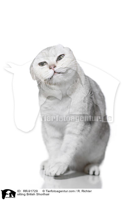 sitting British Shorthair / RR-91729