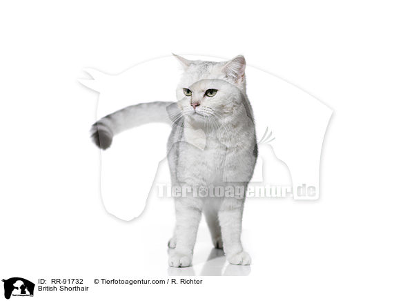 British Shorthair / RR-91732