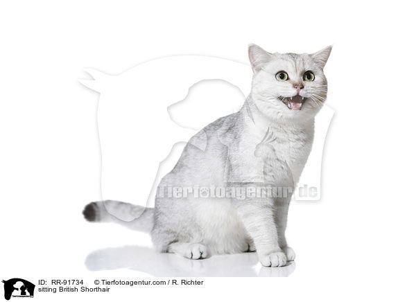 sitting British Shorthair / RR-91734