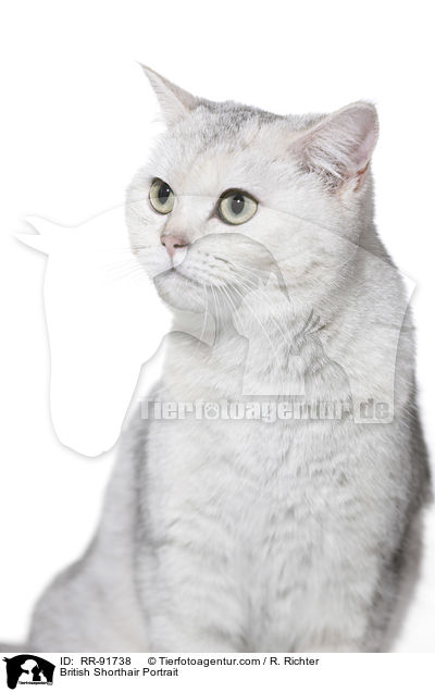 Britisch Kurzhaar Portrait / British Shorthair Portrait / RR-91738