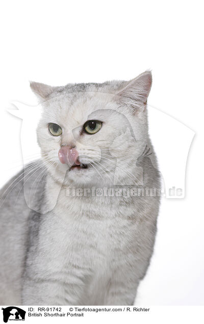 Britisch Kurzhaar Portrait / British Shorthair Portrait / RR-91742