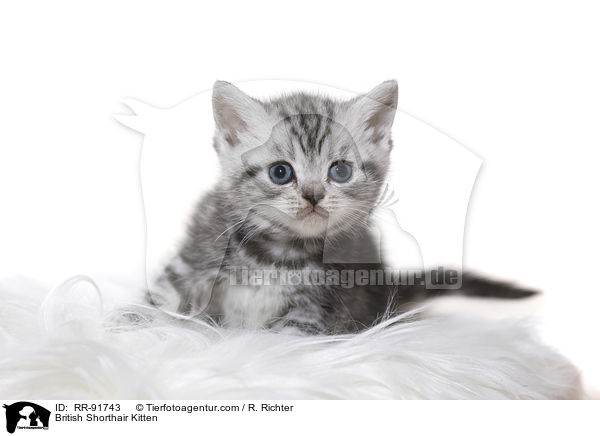 Britisch Kurzhaar Ktzchen / British Shorthair Kitten / RR-91743