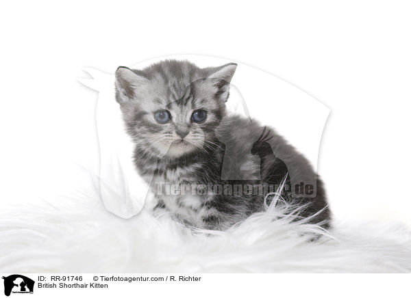 Britisch Kurzhaar Ktzchen / British Shorthair Kitten / RR-91746