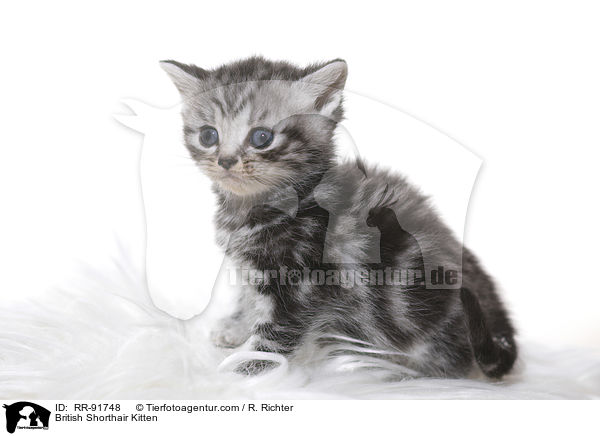 Britisch Kurzhaar Ktzchen / British Shorthair Kitten / RR-91748