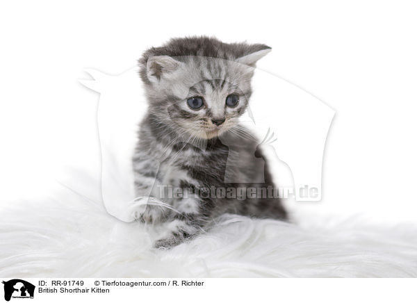 Britisch Kurzhaar Ktzchen / British Shorthair Kitten / RR-91749