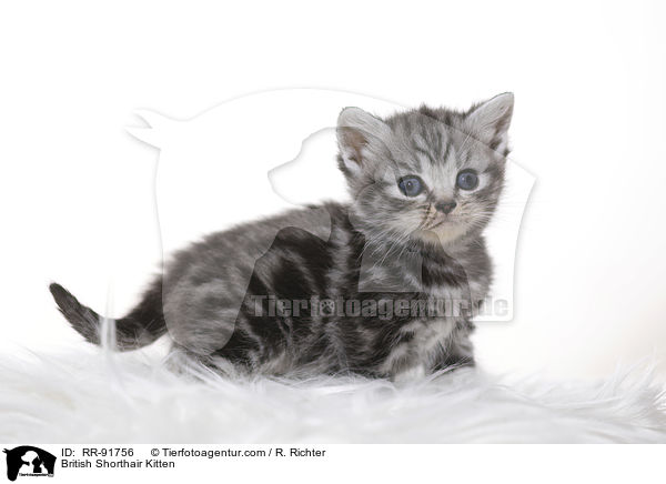 Britisch Kurzhaar Ktzchen / British Shorthair Kitten / RR-91756