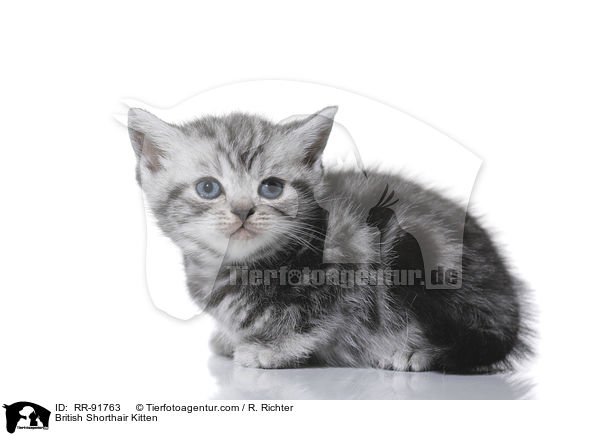 British Shorthair Kitten / RR-91763